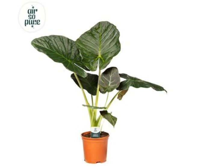 ALOCASIA REGAL SHIELDS