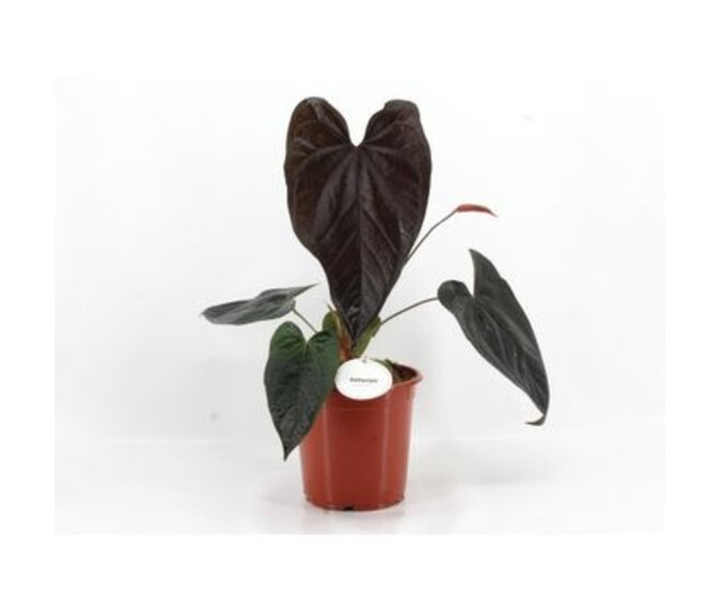 ANTHURIUM  MAGNIFICUM QUEEN OF HEART