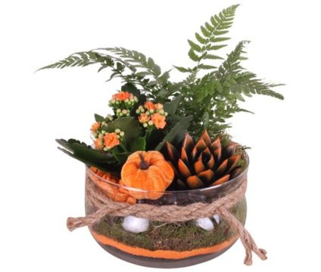 COMPO 3 PLANTES VERRE HALLOWEEN