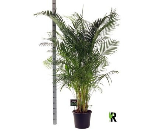 ARECA CHRYSALIDOCARPUS