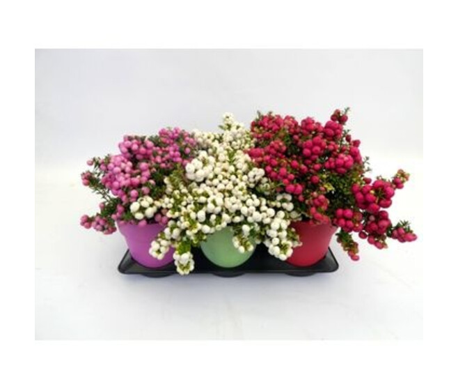 GAULTHERIA MUCRONATA VARIE