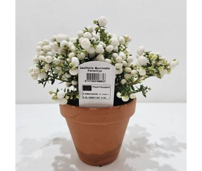 GAULTHERIA PERNETTYA BLANC P TERRE
