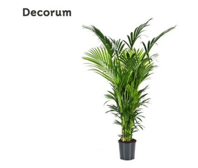 KENTIA FORSTERIANA