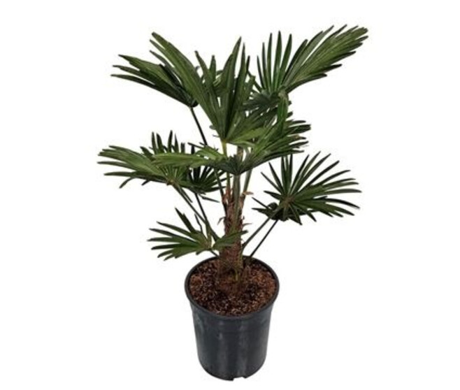 TRACHYCARPUS WAGNERIANUS