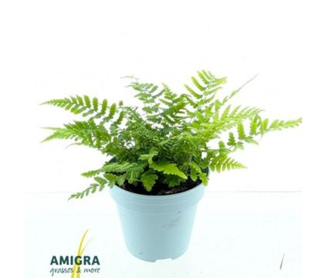 DRYOPTERIS AFFINIS