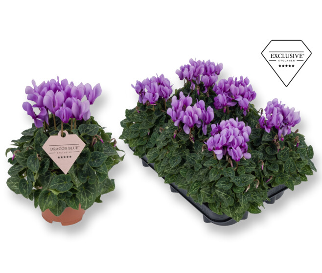 CYCLAMEN BLEU DRAGON