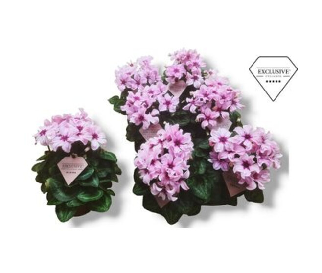 CYCLAMEN MINI