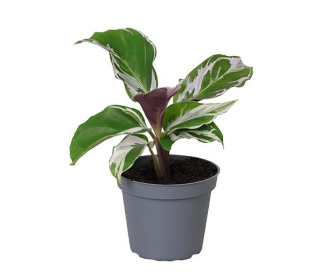 CALATHEA WHITHE MIRACLE