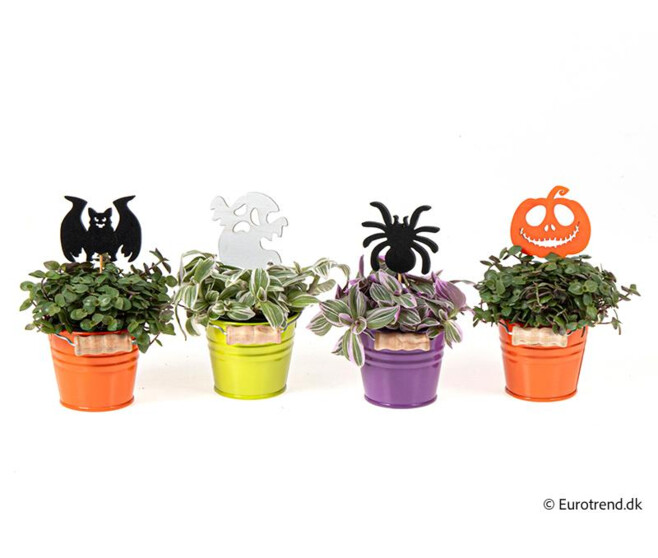 TRADESCANTIA ZINC HALLOWEEN