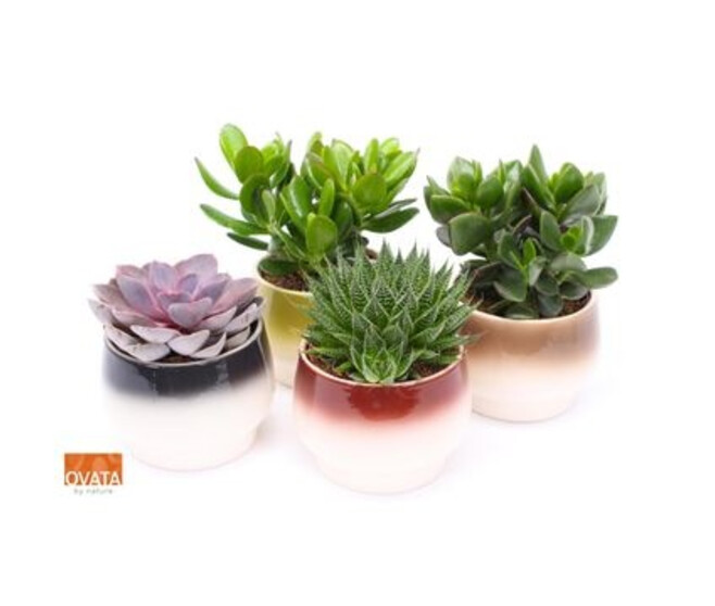 SUCCULENTE CERAM AMALFI