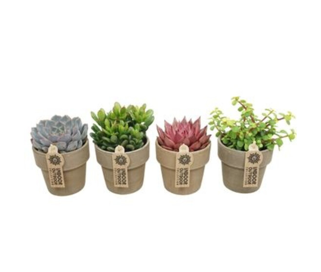 SUCCULENTE VARIEE P TERRE