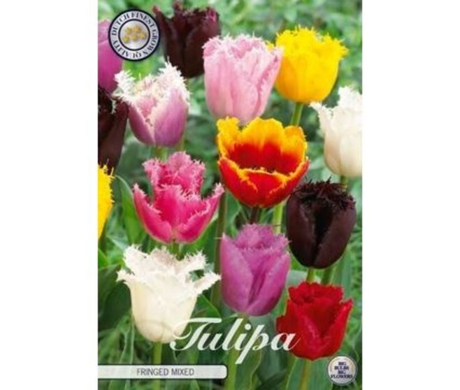 TULIPE BULBE X10 FRANGE VARIE