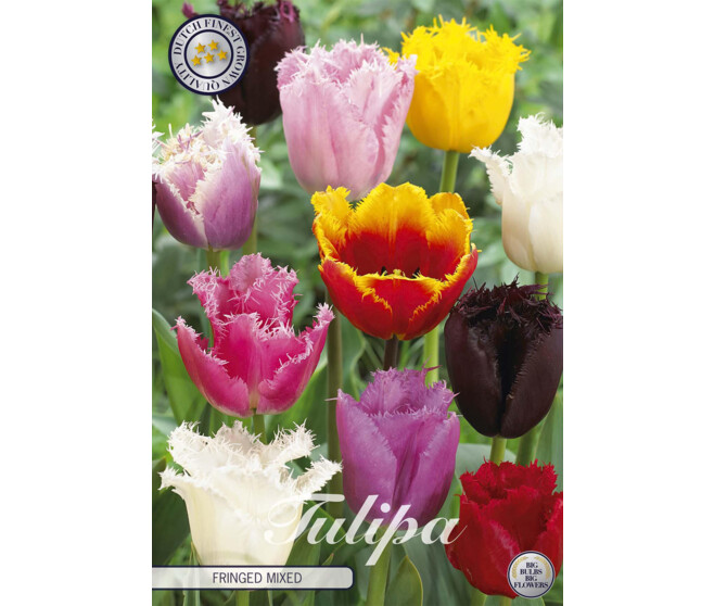 TULIPE BULBE X10 FRANGE VARIE