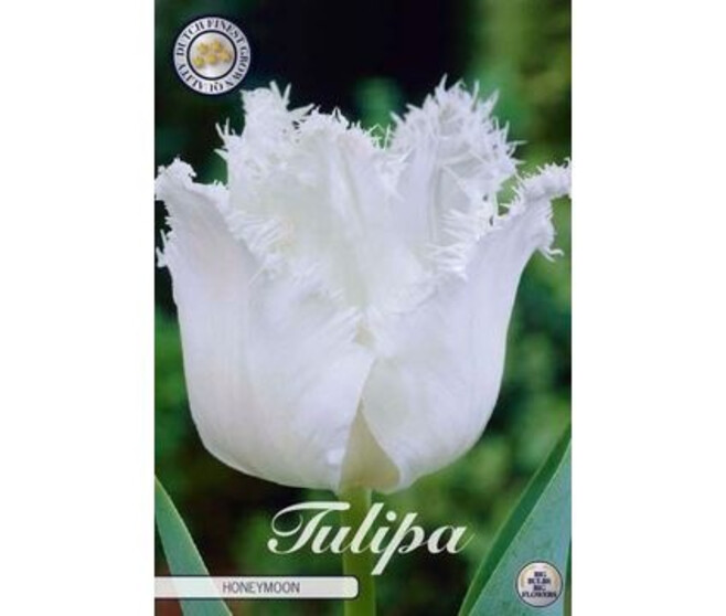 TULIPE BULBE X7 HONEYMOON