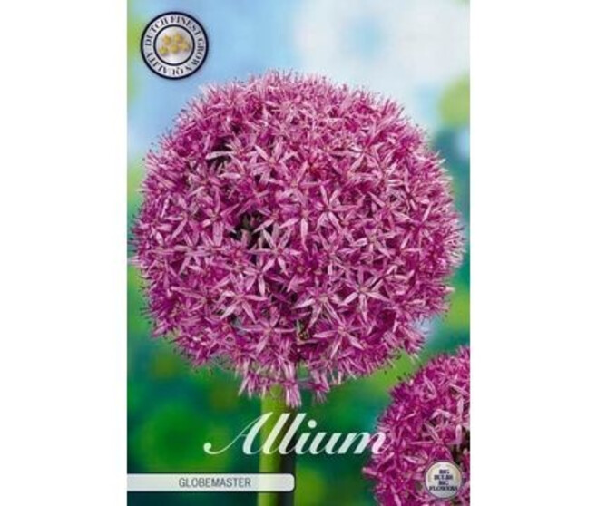 ALLIUM BULBE GLOBEMASTER X1