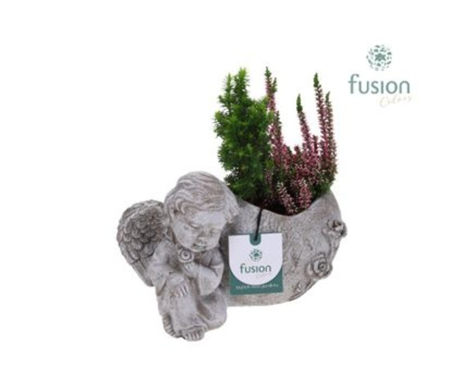 COMPO 2 PLANTES BETON ANGE