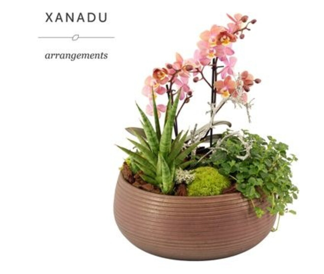 COMPO PHALAENOPSIS CERAM