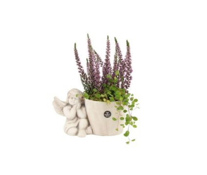 ERICA CALLUNA CERAM ANGE