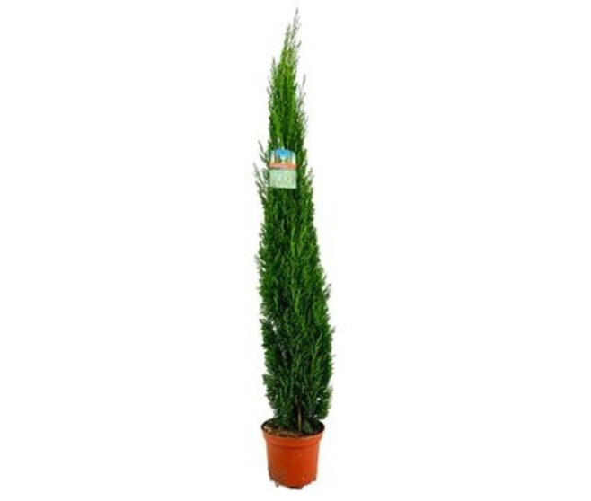 CUPRESSUS SEMPERVIRENS