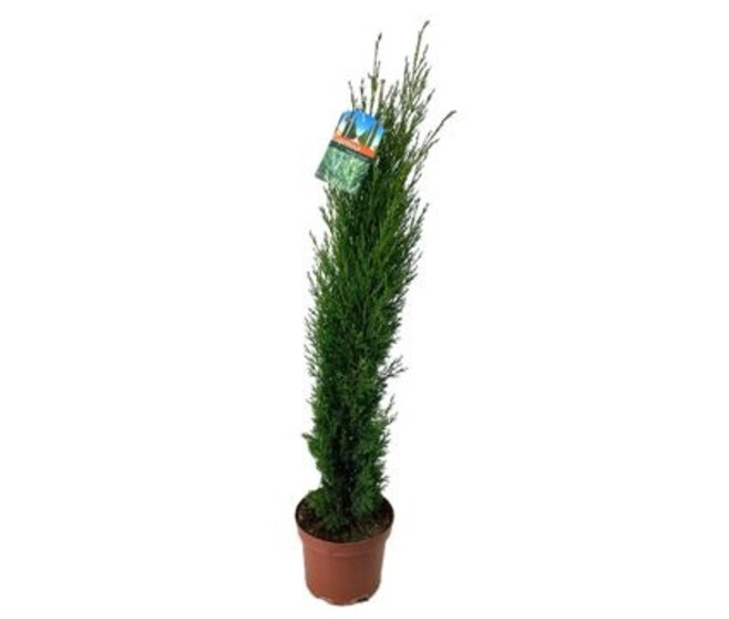 CUPRESSUS SEMPERVIRENS