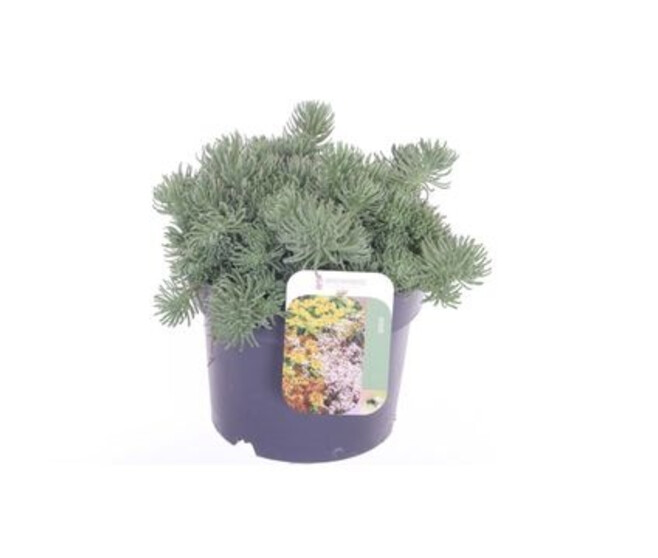 SEDUM ORACLE