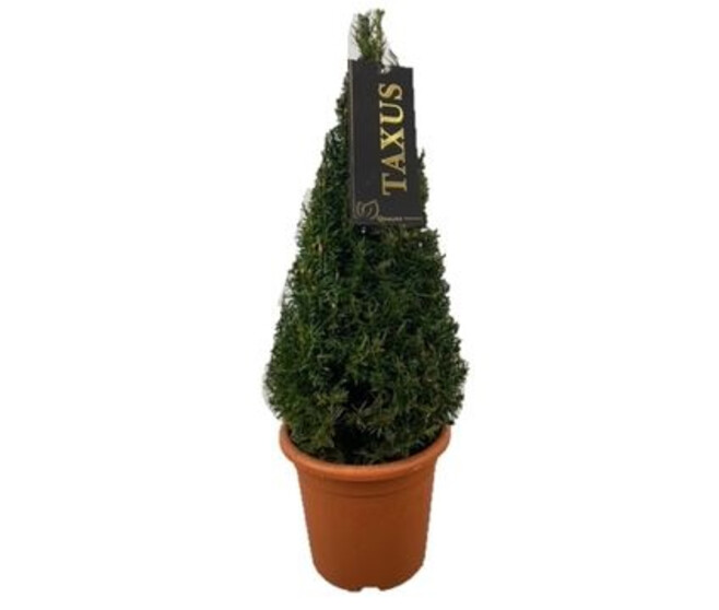 TAXUS BACCATA PYRAM