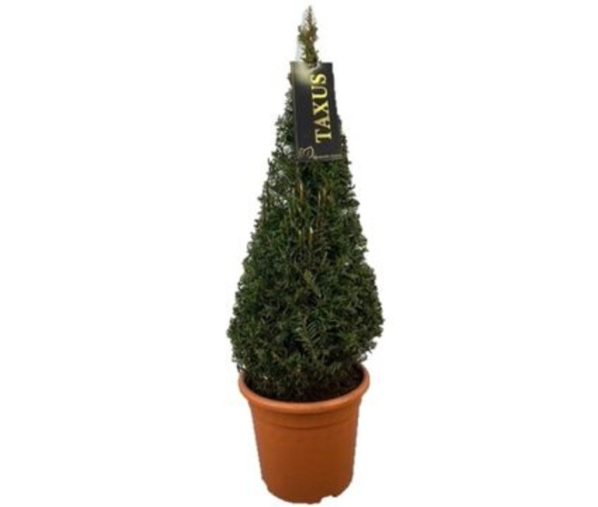 TAXUS BACCATA PYRAM