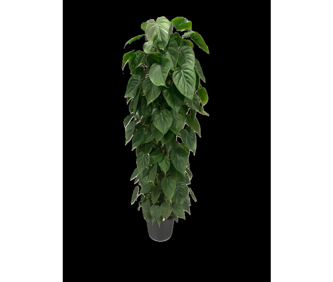 PHILODENDRON SCANDENS TM HT120