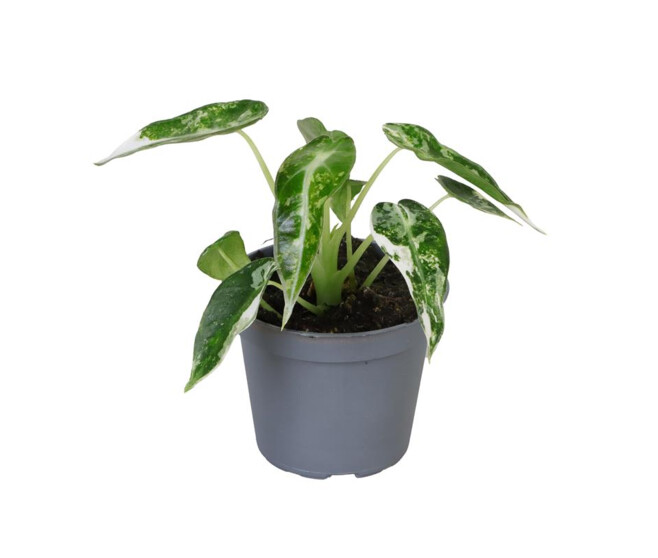 ALOCASIA CLYPEOLATA