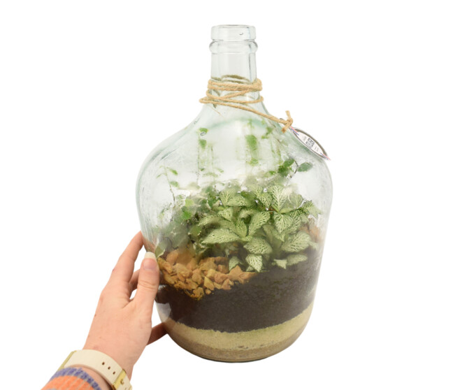 TERRARIUM PETITE DAME JEANNE 20