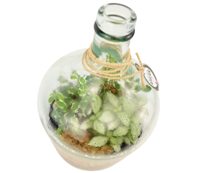 TERRARIUM PETITE DAME JEANNE 20