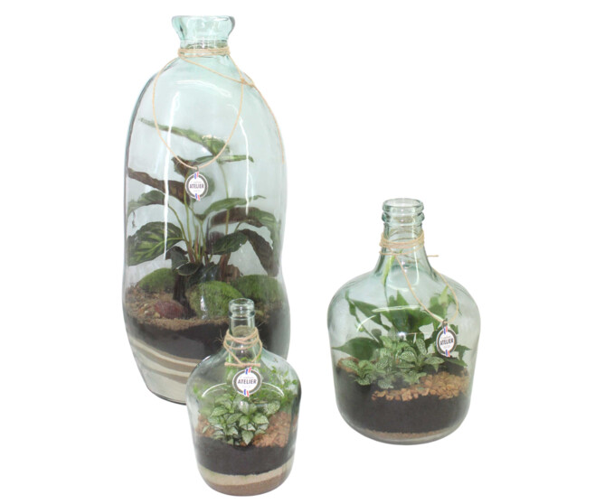 TERRARIUM PETITE DAME JEANNE 20