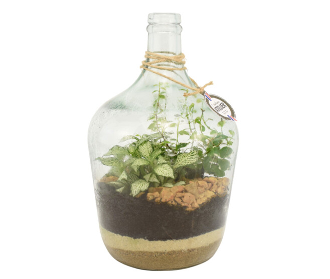 TERRARIUM PETITE DAME JEANNE 20