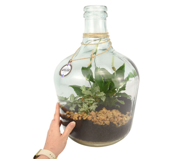 TERRARIUM MOYENNE DAME JEANNE 20