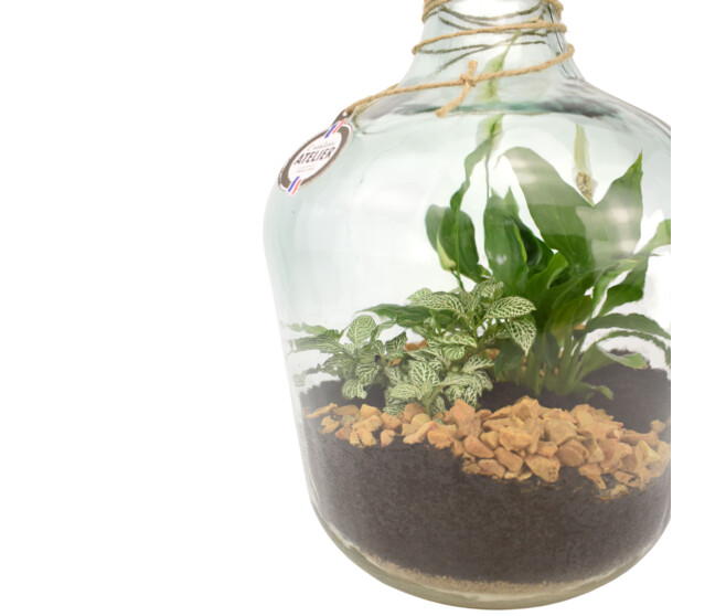 TERRARIUM MOYENNE DAME JEANNE 20