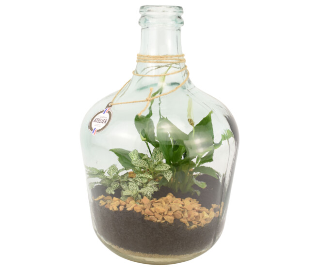 TERRARIUM MOYENNE DAME JEANNE 20