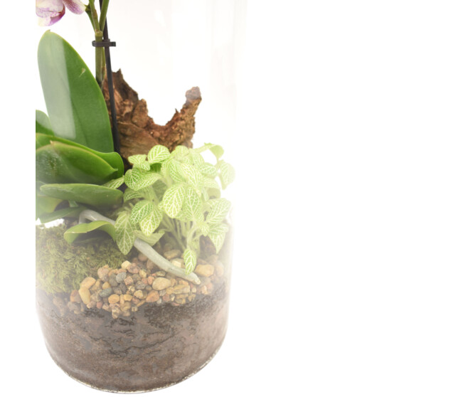VERRERIE PHALAENOPSIS 20