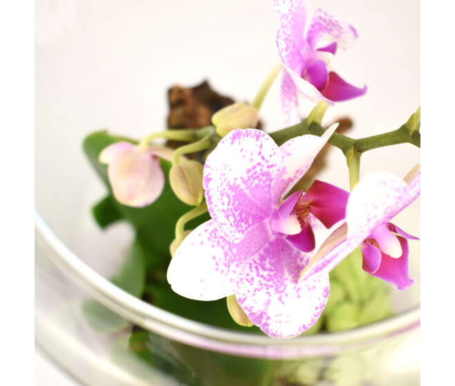 VERRERIE PHALAENOPSIS 20