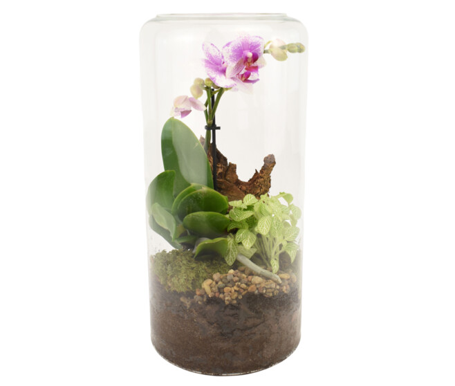 VERRERIE PHALAENOPSIS 20