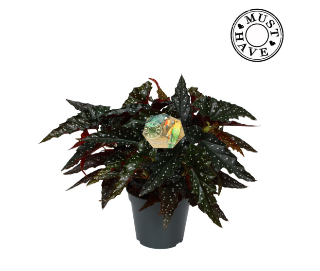 BEGONIA MACULATA SPOT DARK