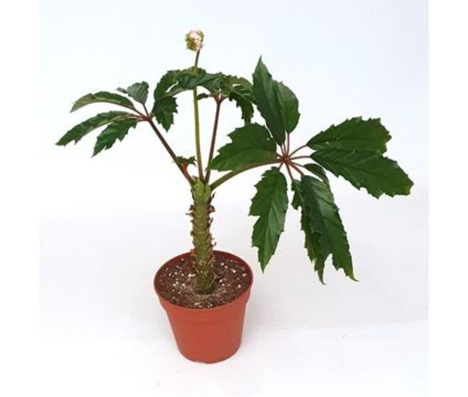 BEGONIA HIGHLANDER