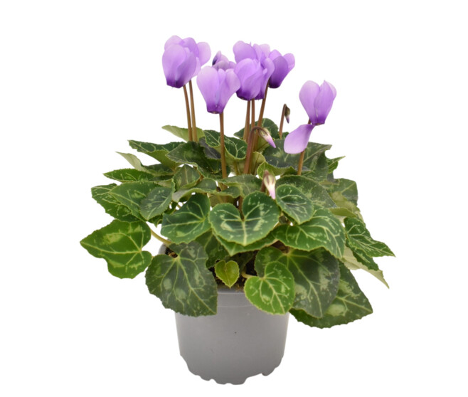 CYCLAMEN MINI BLUE DRAGON