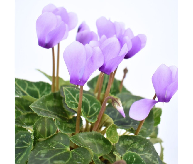 CYCLAMEN MINI BLUE DRAGON