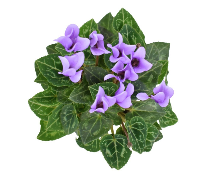 CYCLAMEN MINI BLUE DRAGON