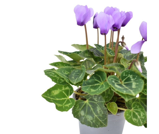 CYCLAMEN MINI BLUE DRAGON