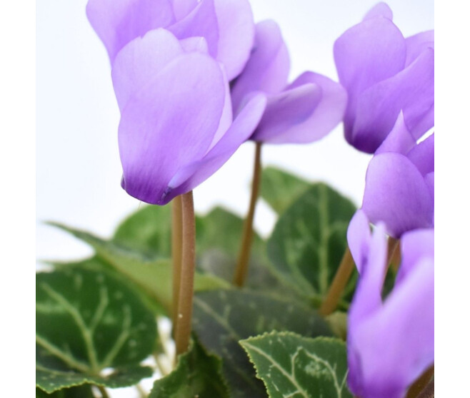 CYCLAMEN MINI BLUE DRAGON