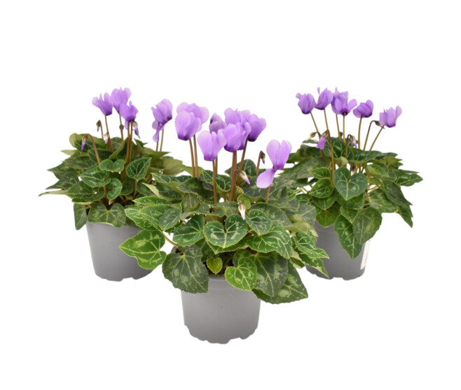 CYCLAMEN MINI BLUE DRAGON