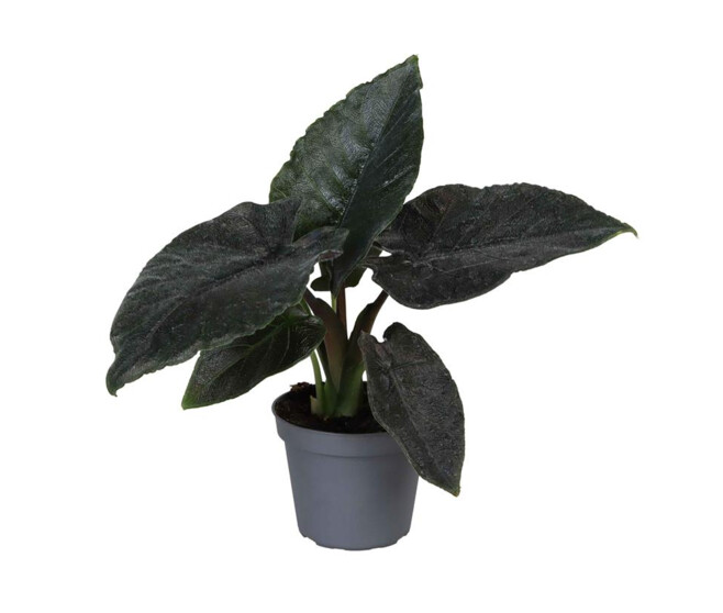ALOCASIA BAGINDA