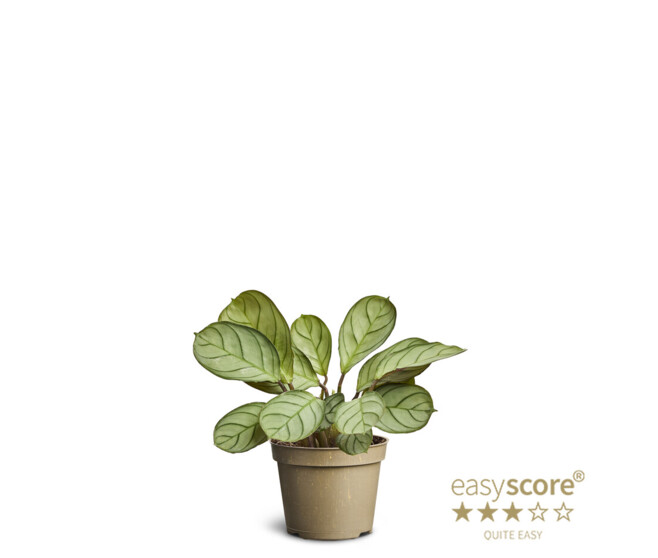 CTENANTHE BURLE MARXII