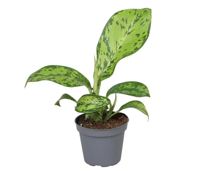 DIEFFENBACHIA MACULATA